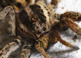 devious mrsa spider bites yet another antecubital fossa; remains